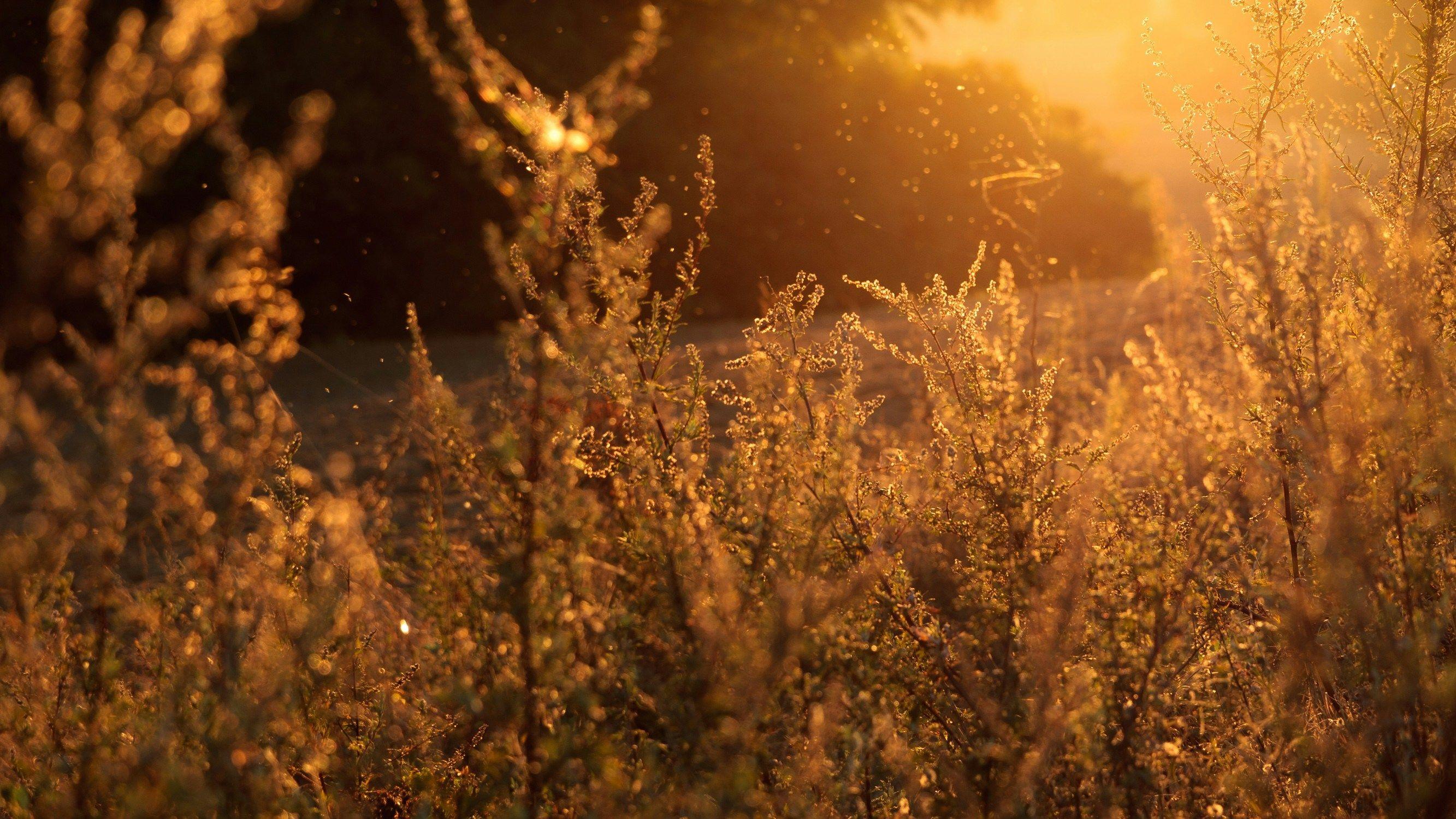 Children Face Longterm Allergic Rhinitis Risk Due to Pollen